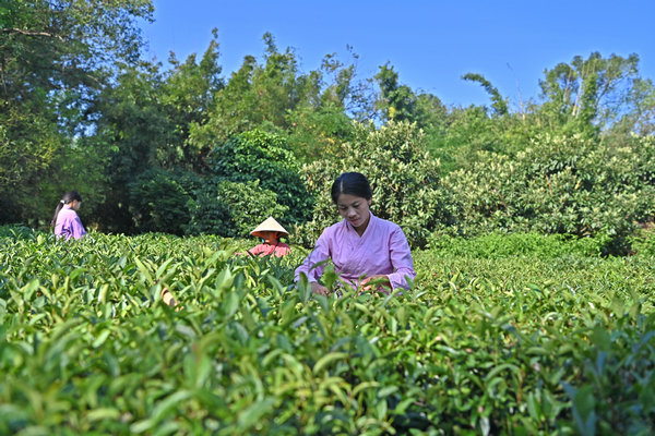 Inheritor of Gupa tea-making skills in China's Guangxi