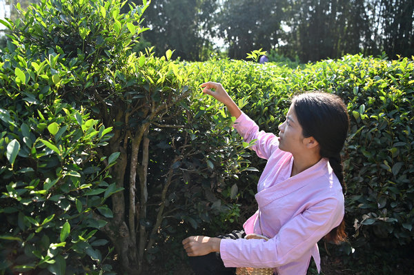 Inheritor of Gupa tea-making skills in China's Guangxi