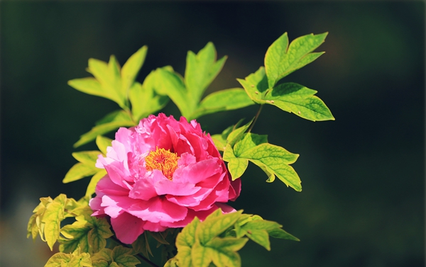 舌尖上有花，古人這樣留住春天