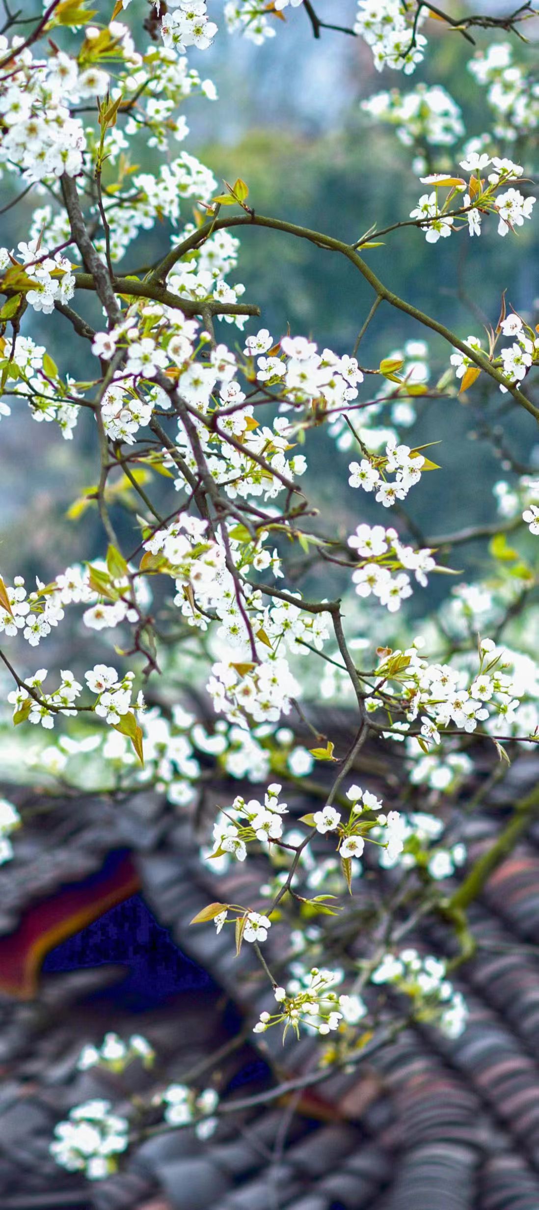 一朵“梨花”，挑起全域旅游擔(dān)子