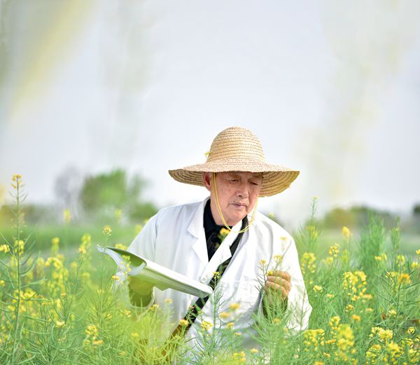 油菜院士，“花開”60年