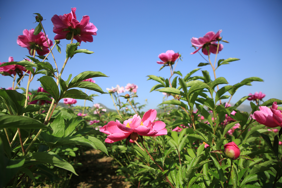 Peonies, flower deity of May blossom in China