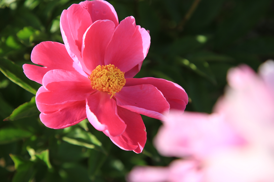 Peonies, flower deity of May blossom in China