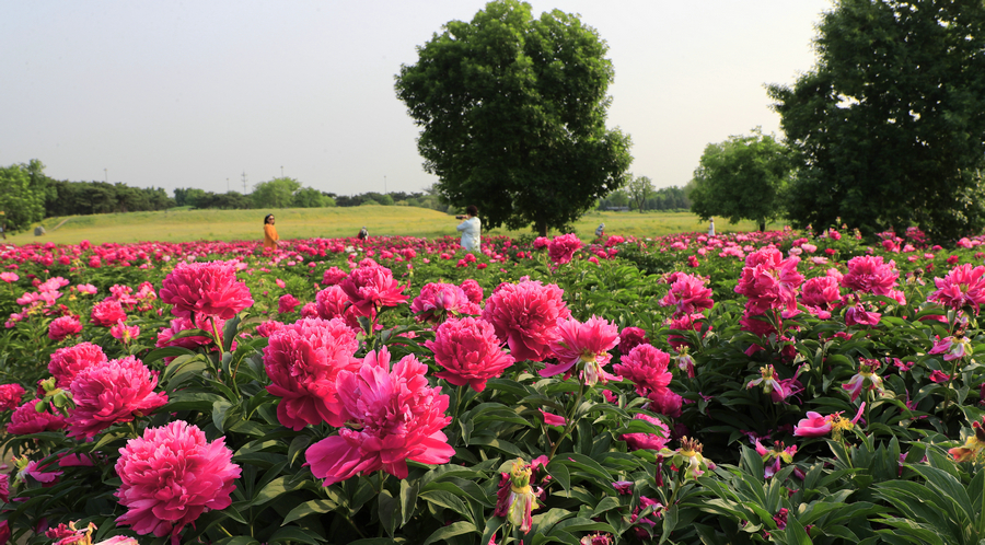 Peonies, flower deity of May blossom in China