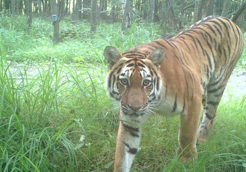 Northeast China home to more rare tigers, leopards