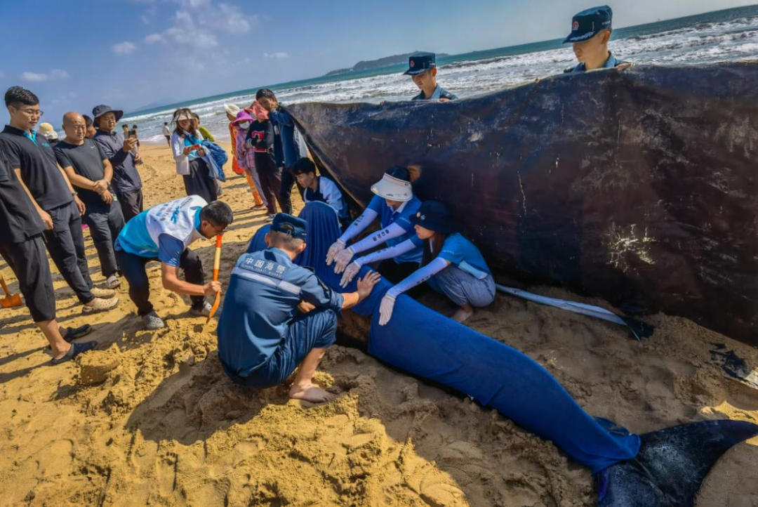 Shored up: Whale Haitang Returns Home 145 Days After Stranding