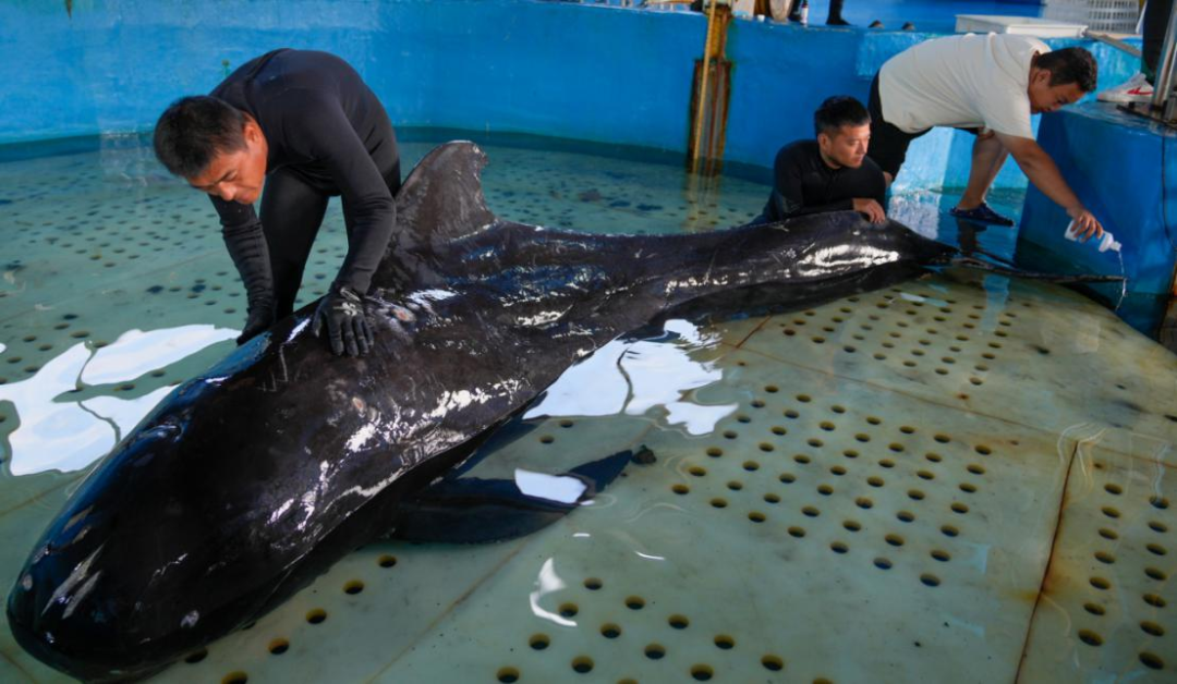 Shored up: Whale Haitang Returns Home 145 Days After Stranding