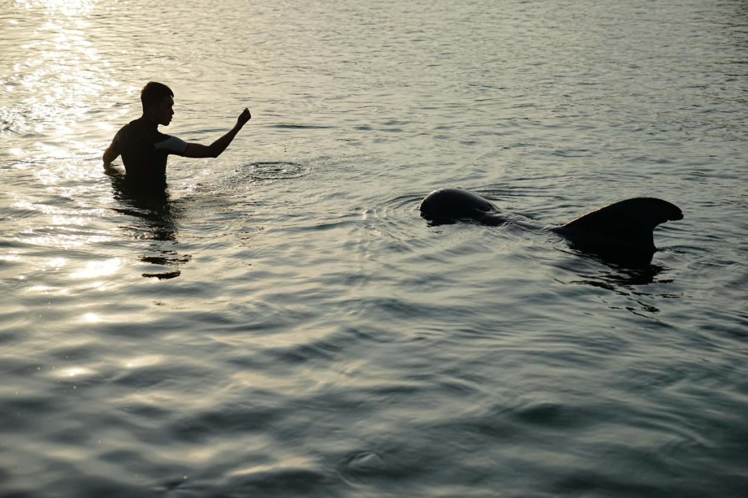 Shored up: Whale Haitang Returns Home 145 Days After Stranding