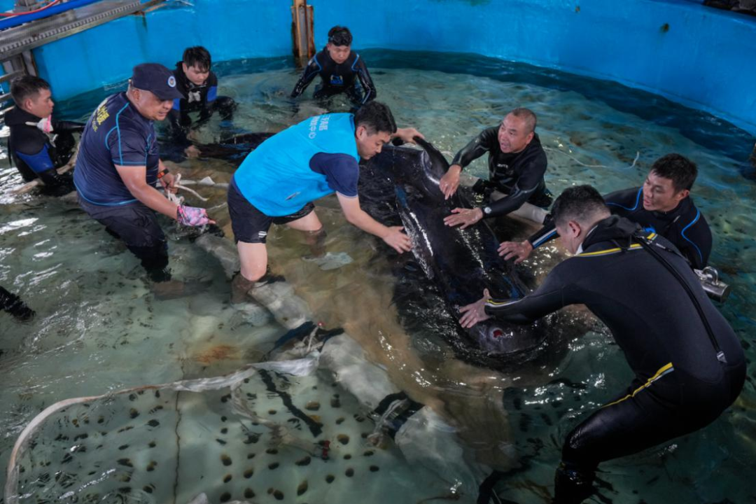 Shored up: Whale Haitang Returns Home 145 Days After Stranding