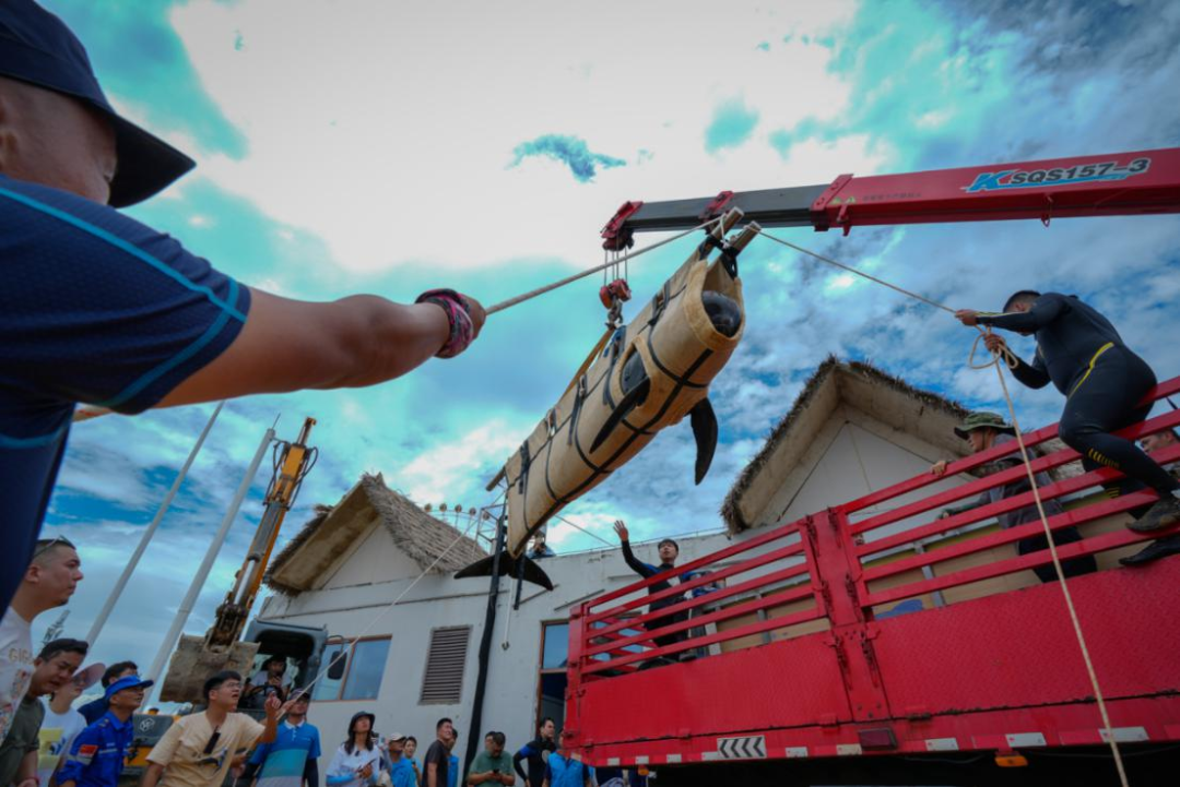 Shored up: Whale Haitang Returns Home 145 Days After Stranding