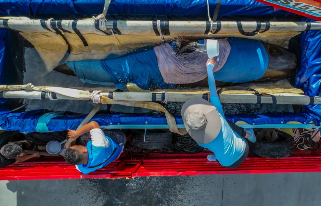 Shored up: Whale Haitang Returns Home 145 Days After Stranding