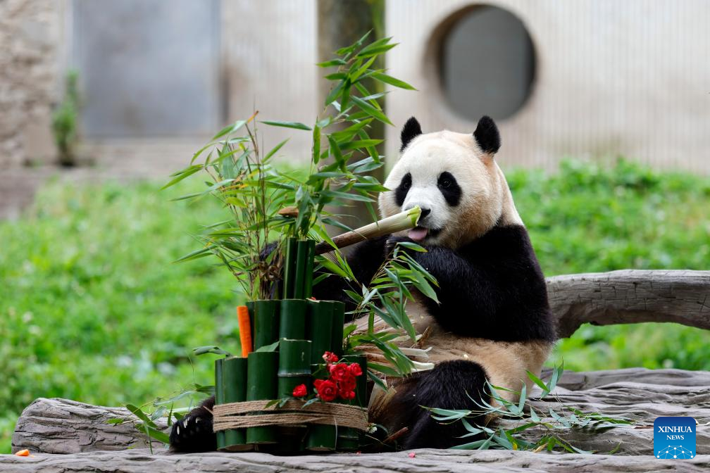 Giant panda star Fu Bao greets the public in southwest China