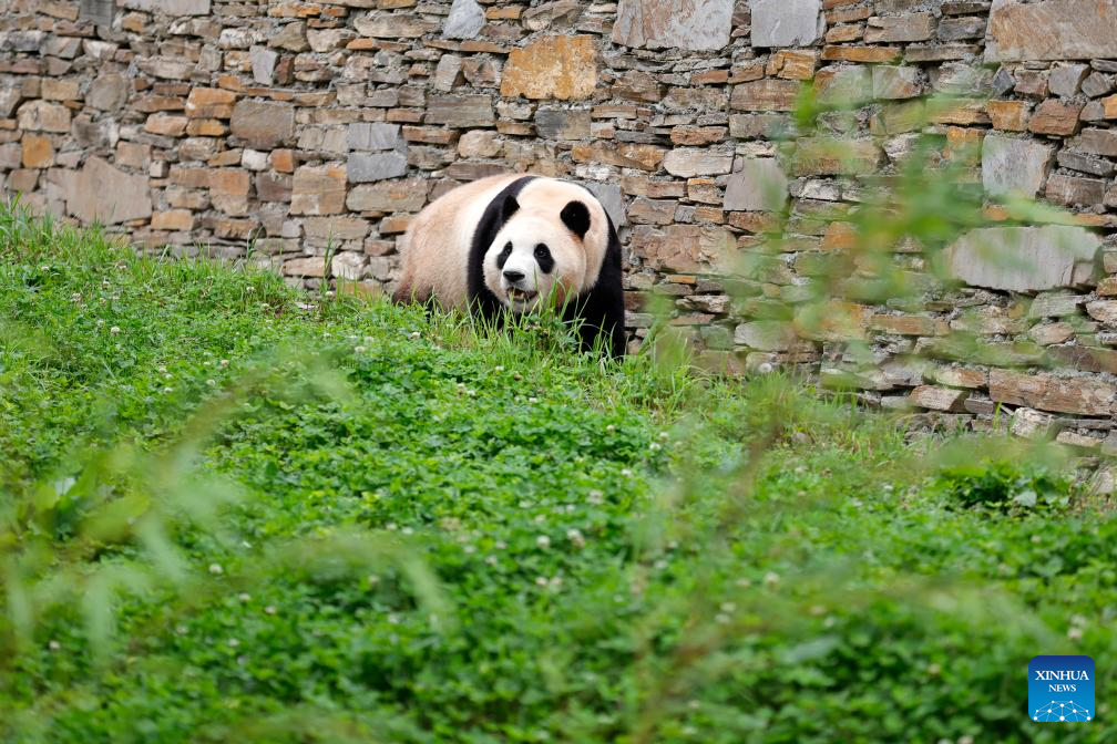 Giant panda star Fu Bao greets the public in southwest China