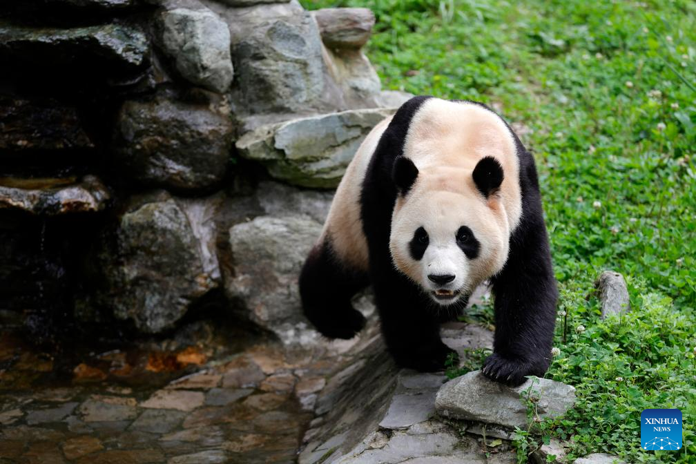 Giant panda star Fu Bao greets the public in southwest China