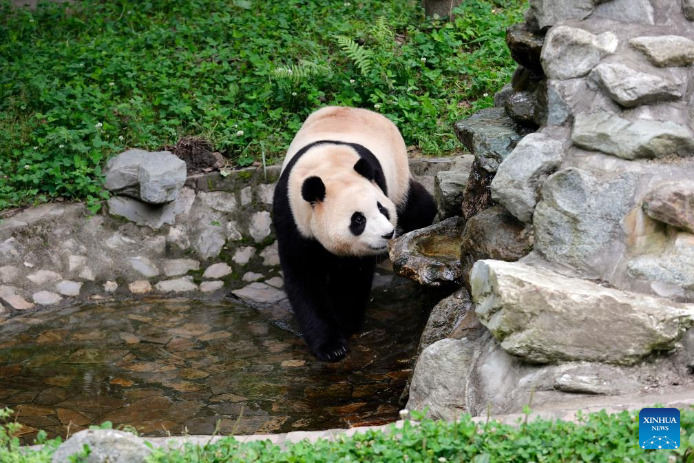 Giant panda star Fu Bao greets the public in southwest China