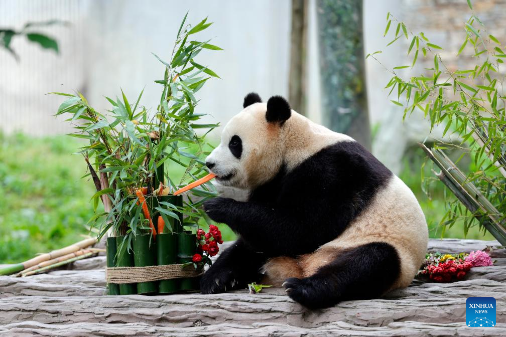 Giant panda star Fu Bao greets the public in southwest China