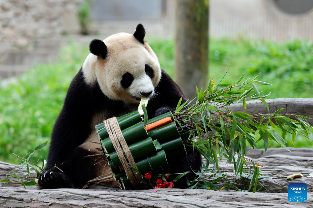 Giant panda star Fu Bao greets the public in southwest China