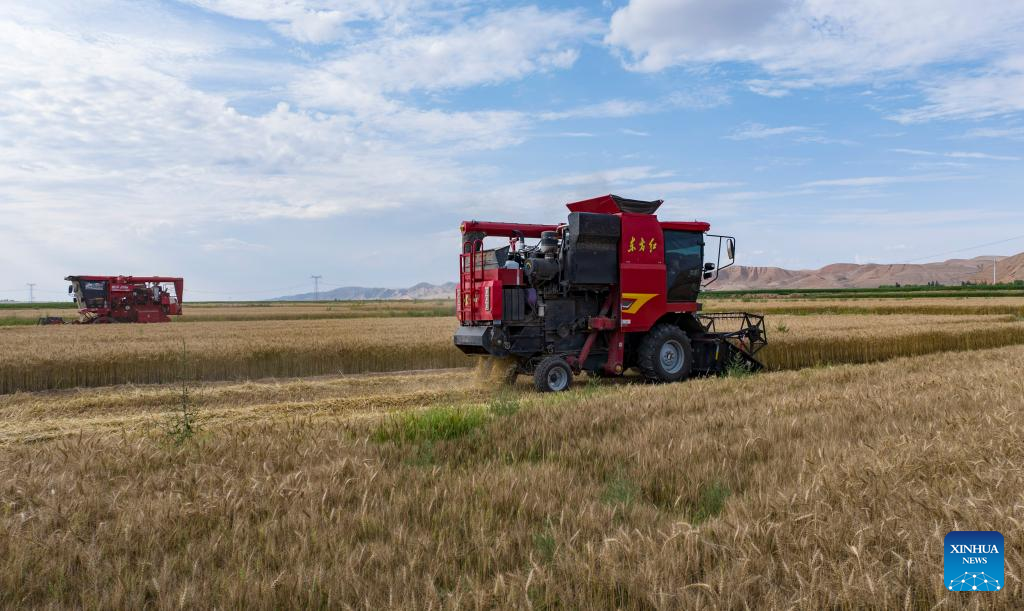 Farmers harvest wheat in NW China