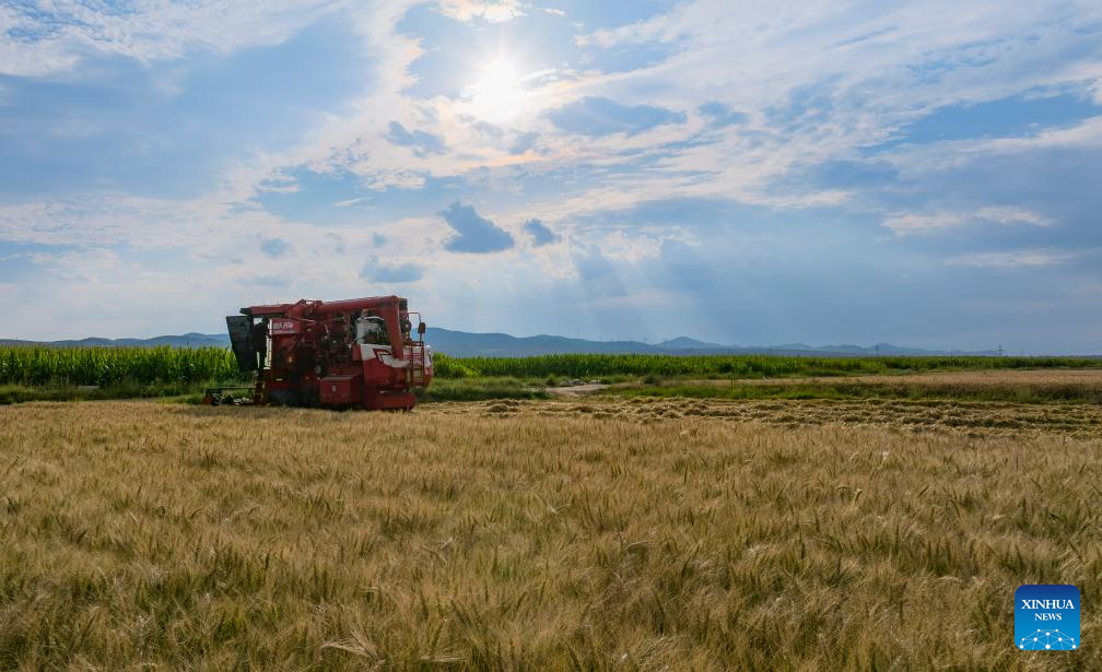 Farmers harvest wheat in NW China