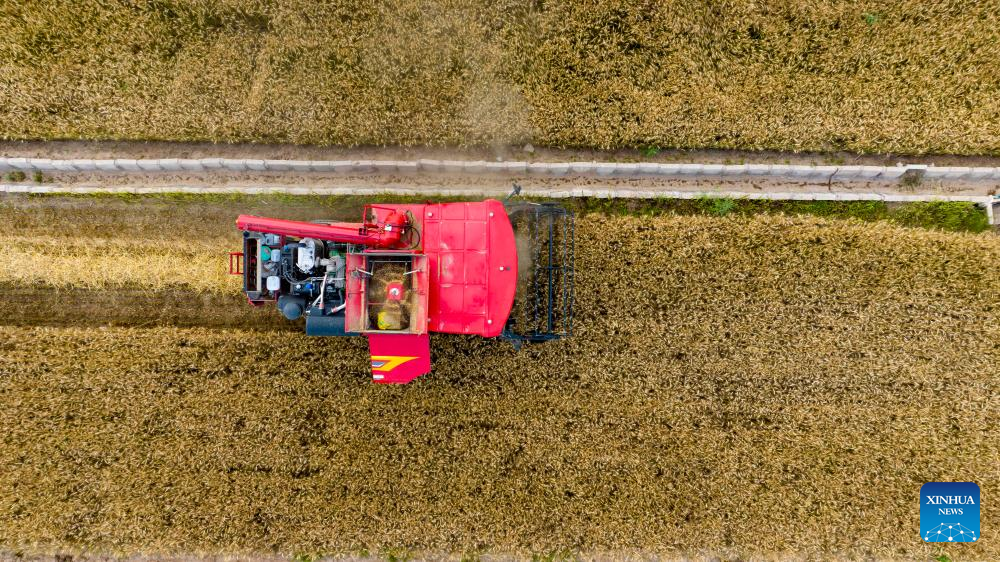 Farmers harvest wheat in NW China