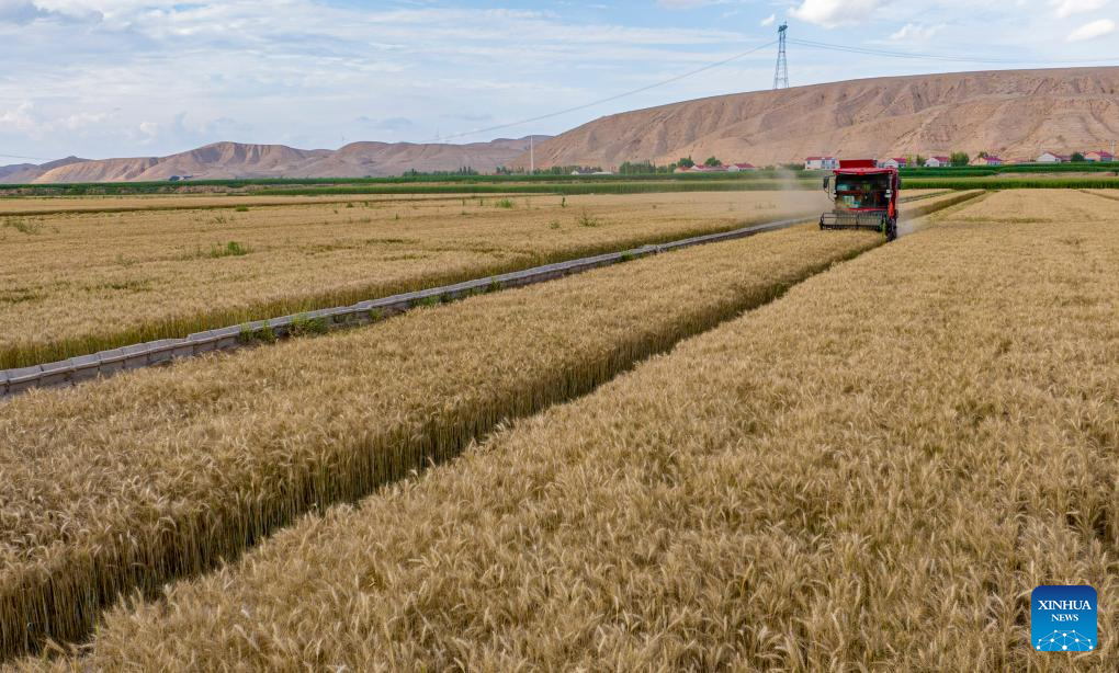 Farmers harvest wheat in NW China