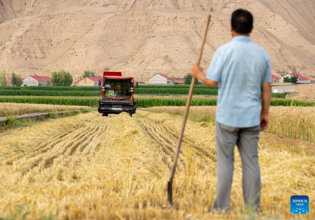 Farmers harvest wheat in NW China