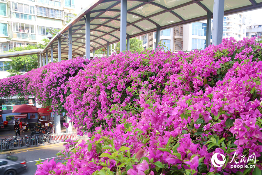 Xiamen: "aerial flower galleries" decorate the city