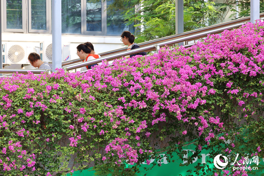 Xiamen: "aerial flower galleries" decorate the city