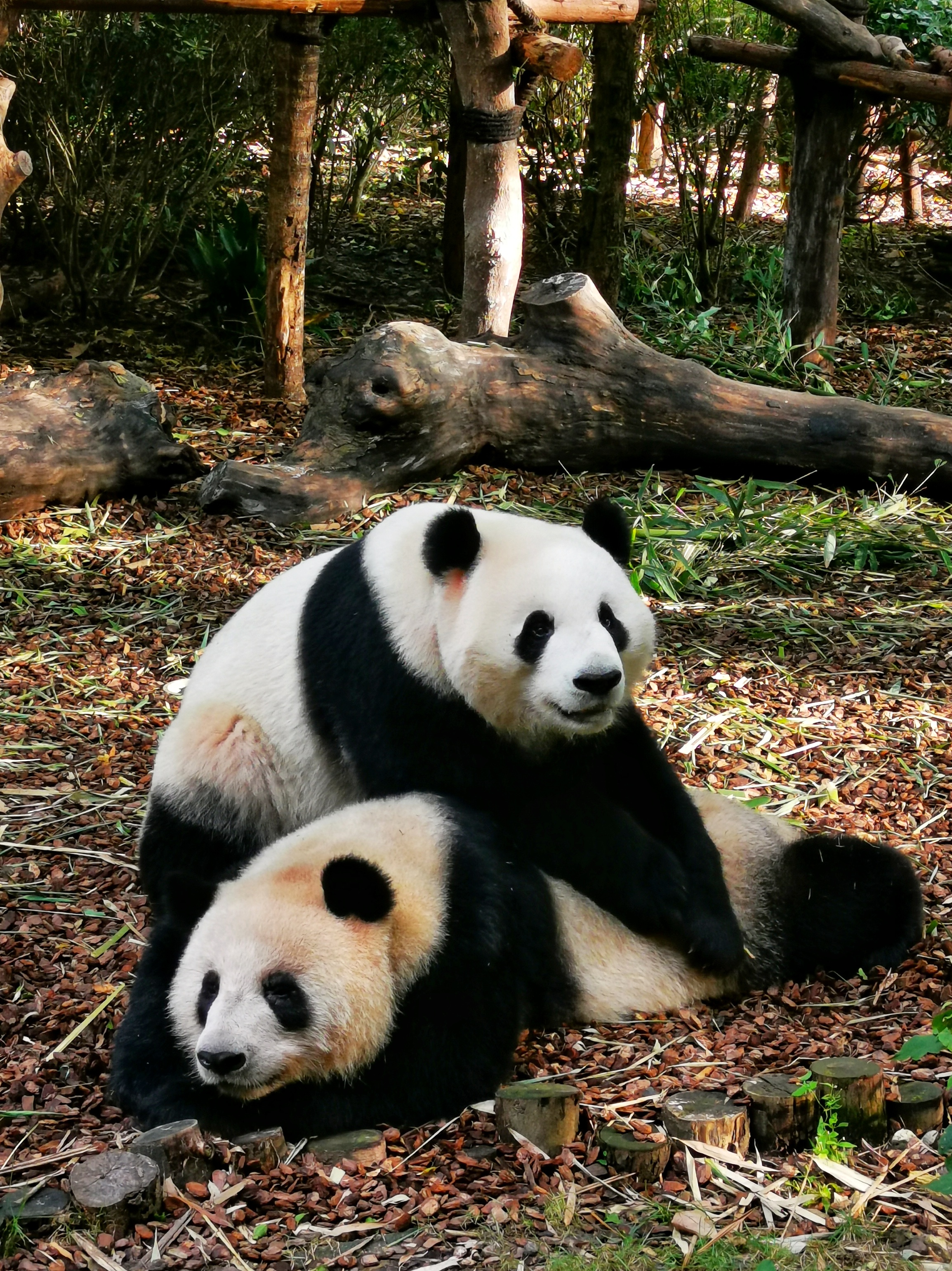 Sichuan Giant Panda Sanctuaries - Wolong, Mt Siguniang and Jiajin Mountains