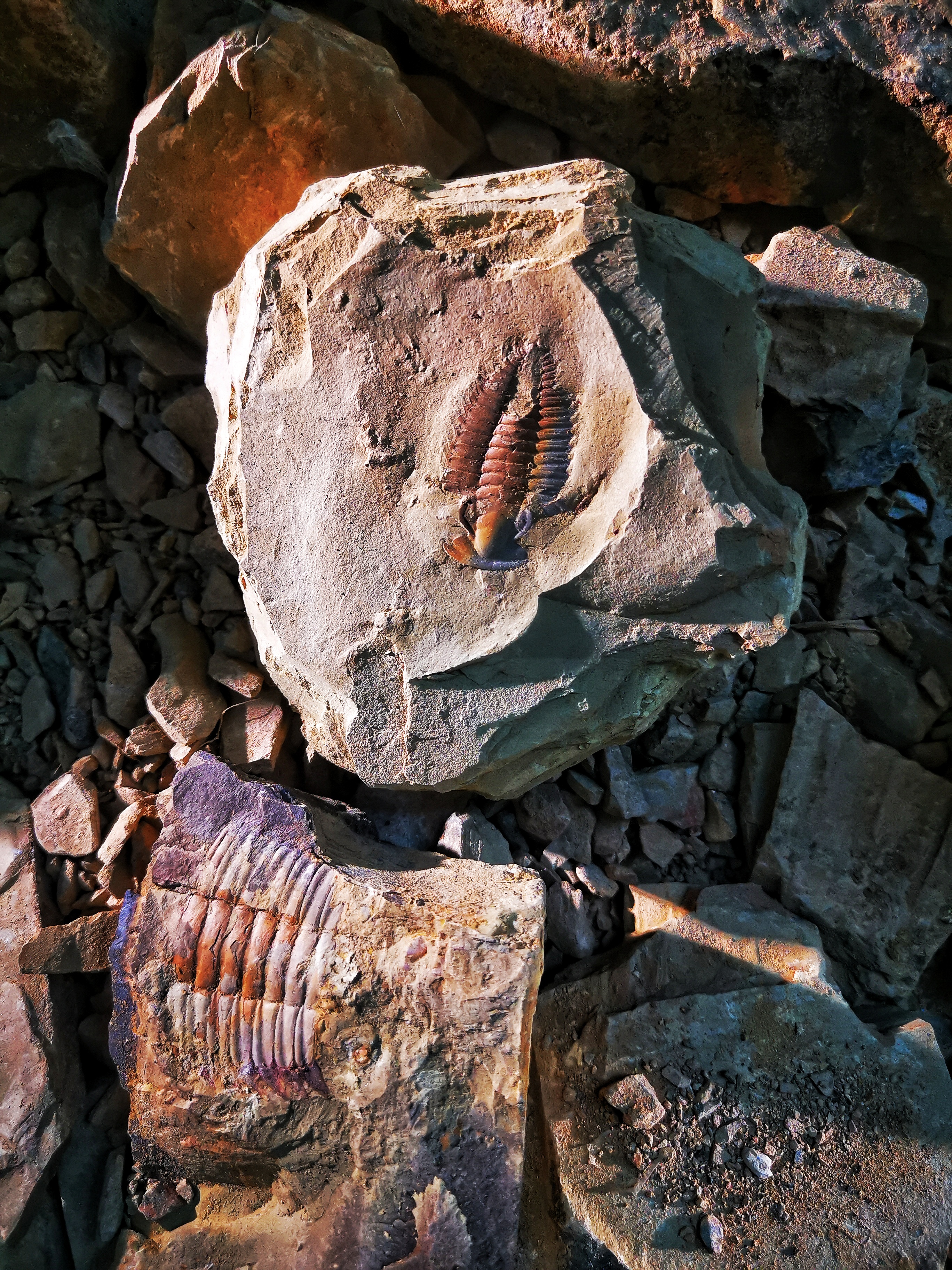 Chengjiang Fossil Site