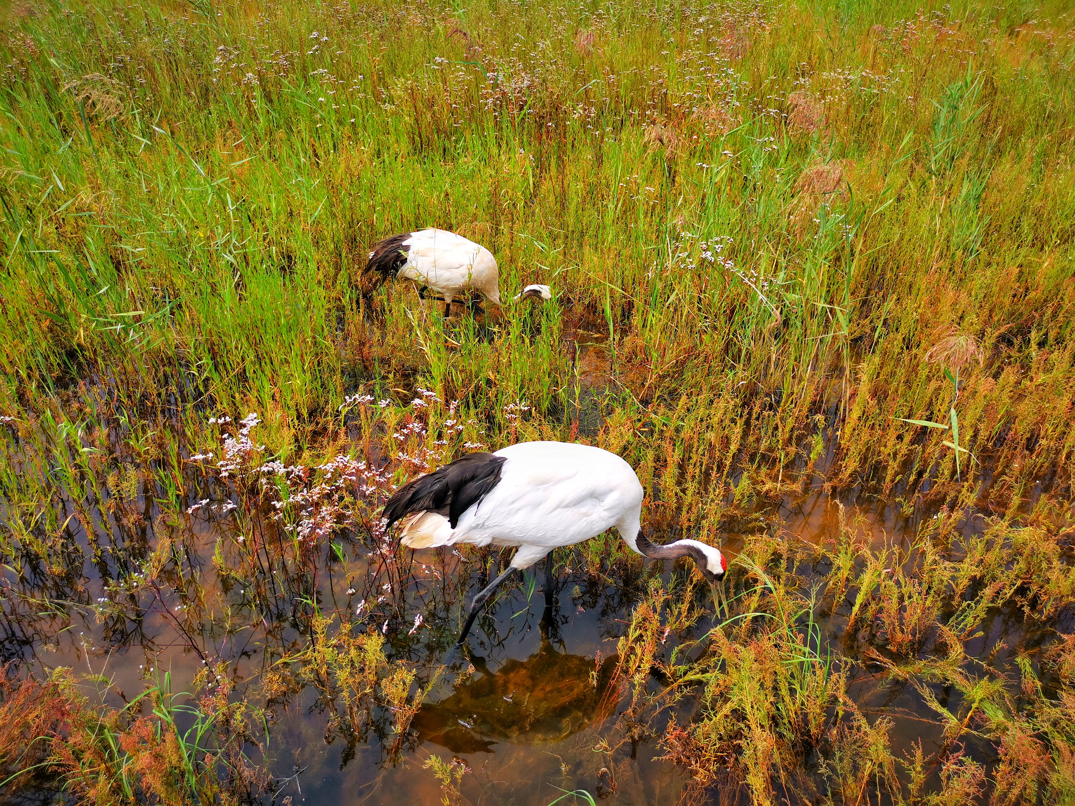 Migratory Bird Sanctuaries along the Coast of Yellow Sea-Bohai Gulf of China (Phase I)