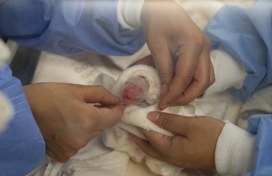 A double blessing: twin panda cubs bring joy to Berlin