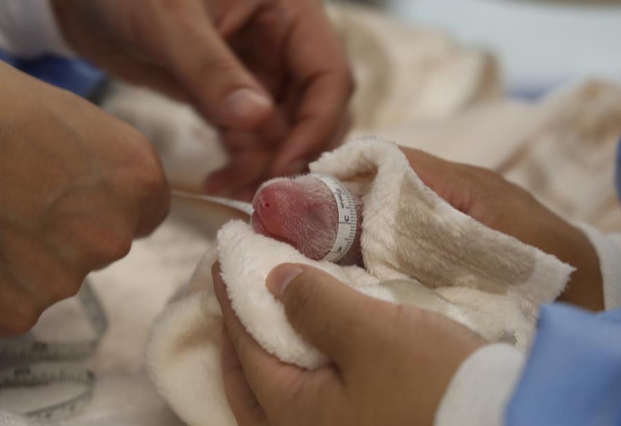 A double blessing: twin panda cubs bring joy to Berlin