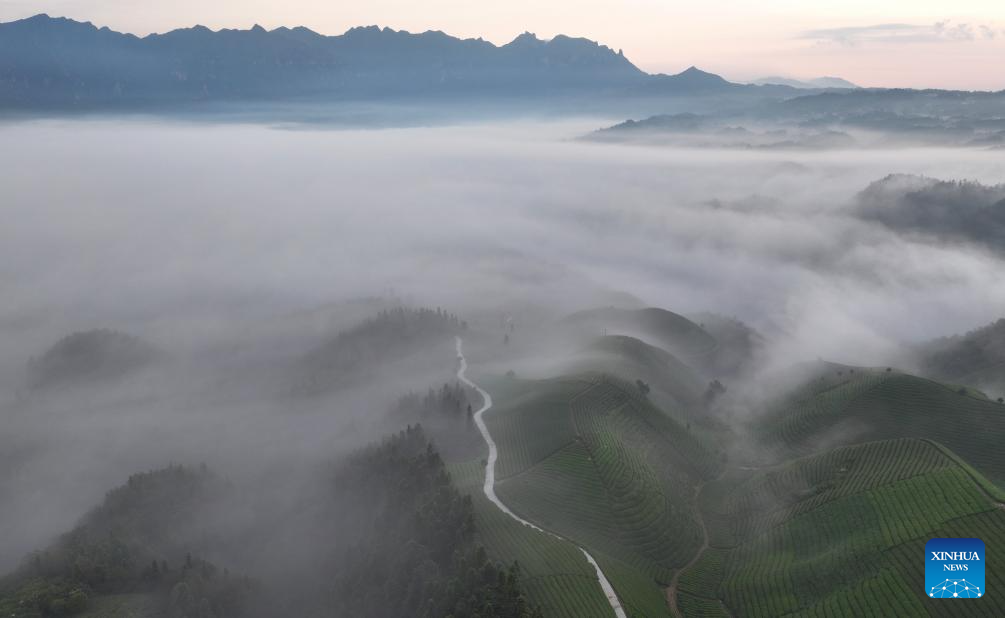 Scenery of tea garden in Mu