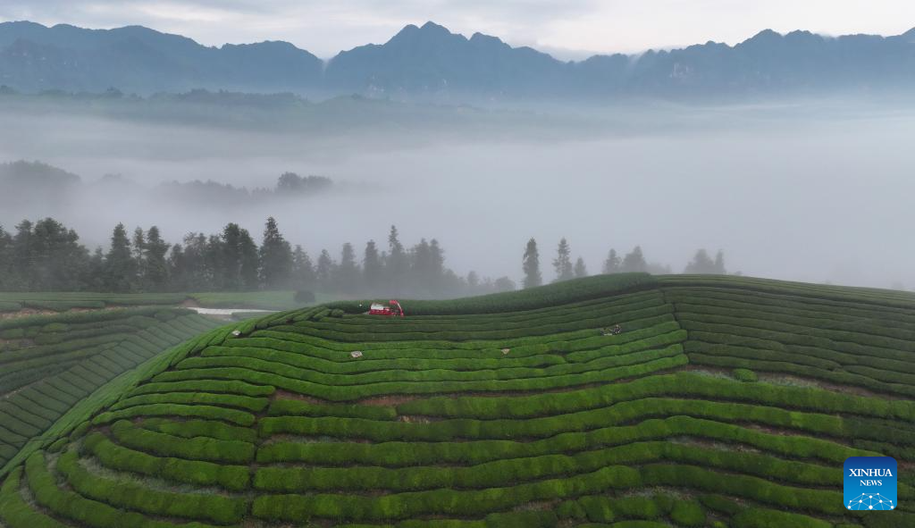 Scenery of tea garden in Mu