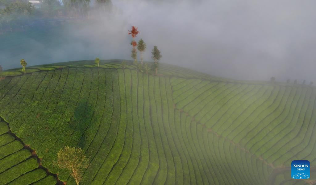 Scenery of tea garden in Mu