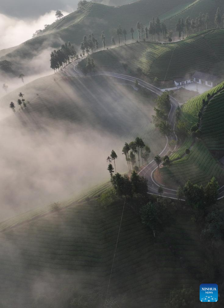 Scenery of tea garden in Mu